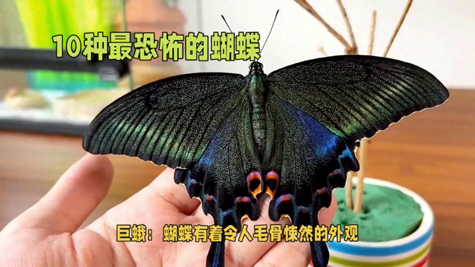 10个最吓人的蝴蝶照片（世界上十大毒蝴蝶）